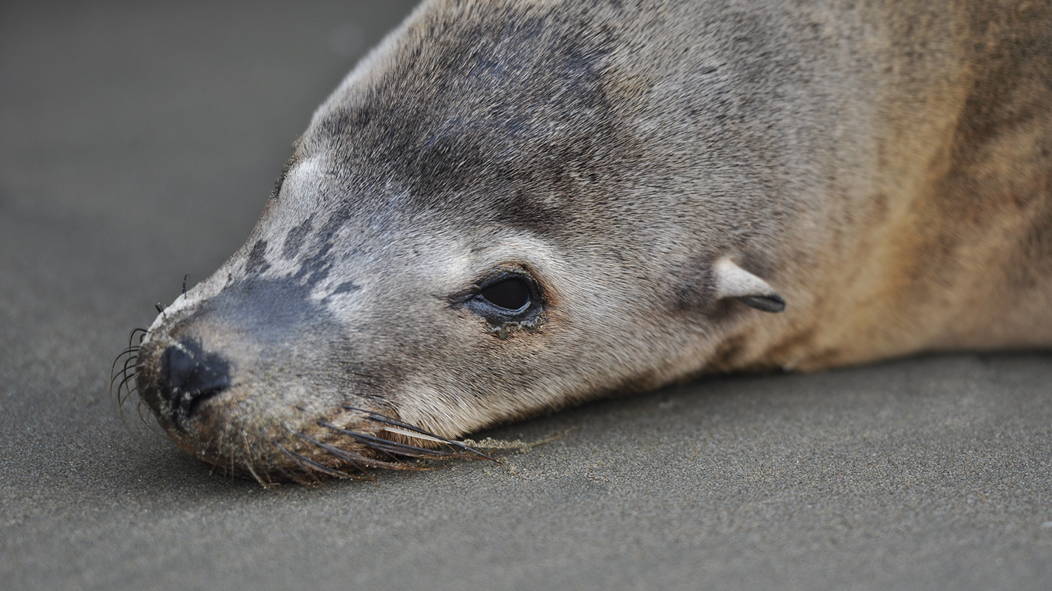 California sea lion