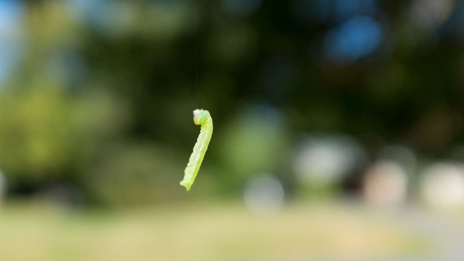 Canker worm!