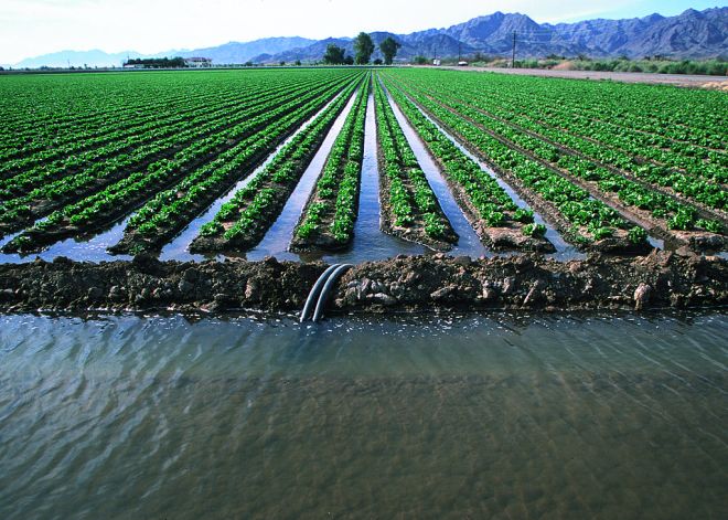 flood irrigation in Arizona