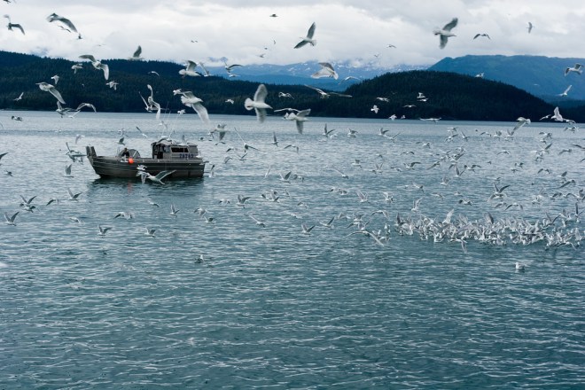 Fishing boat near Cordova. 