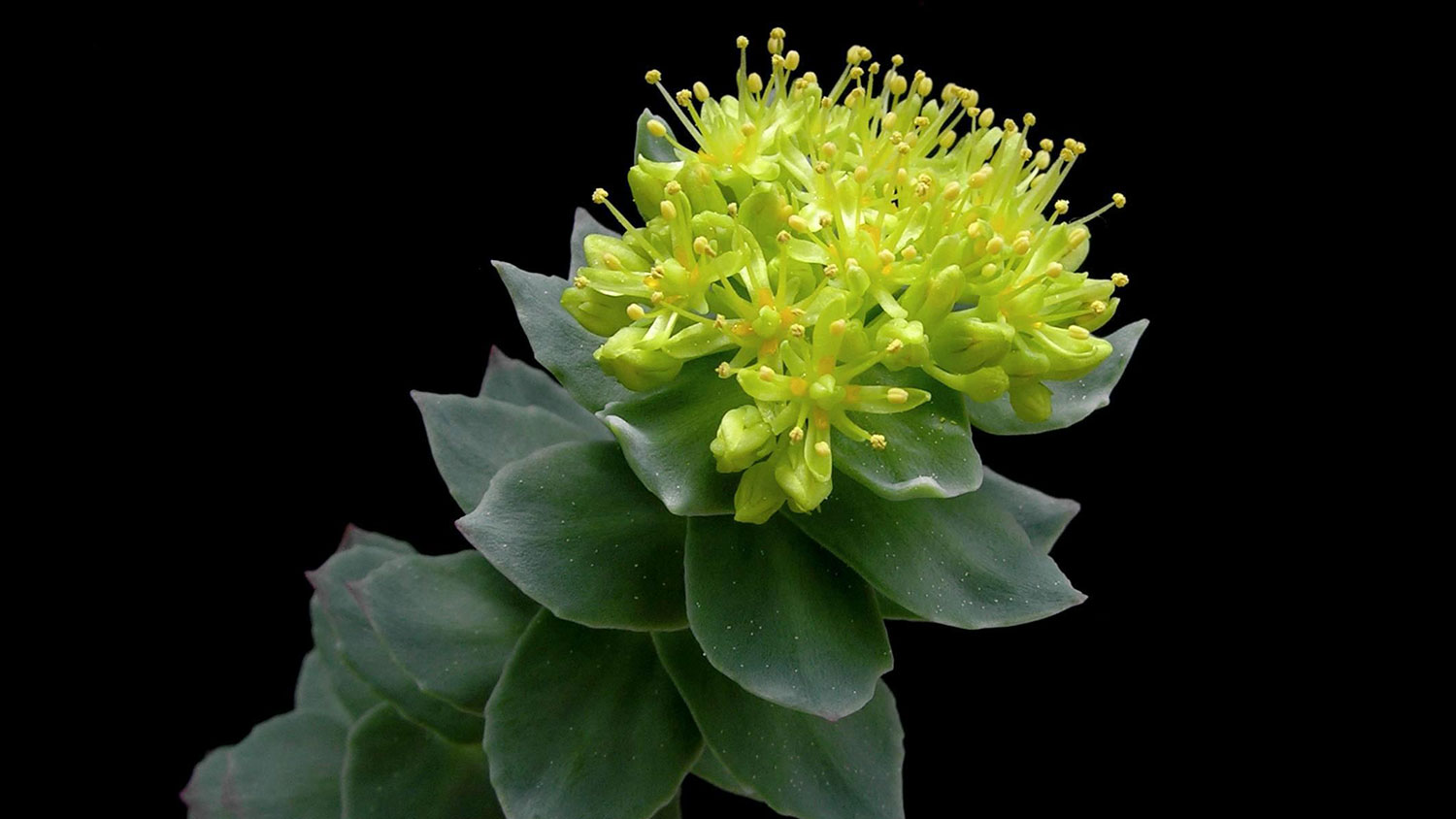 Rhodiola rosea