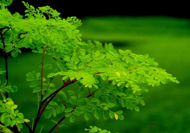 Moringa tree