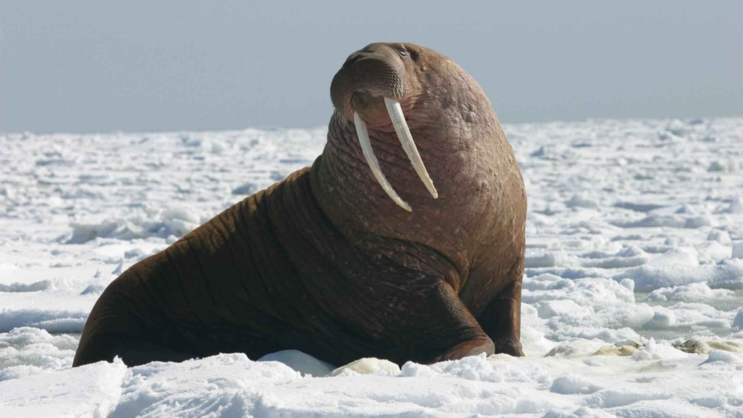 walrus