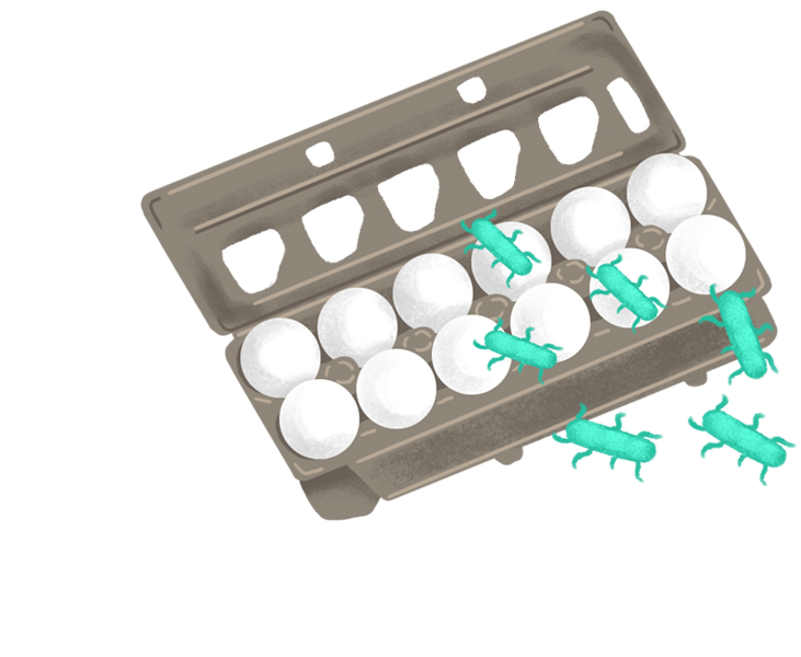 Drawing: Salmonella on eggs in cartons