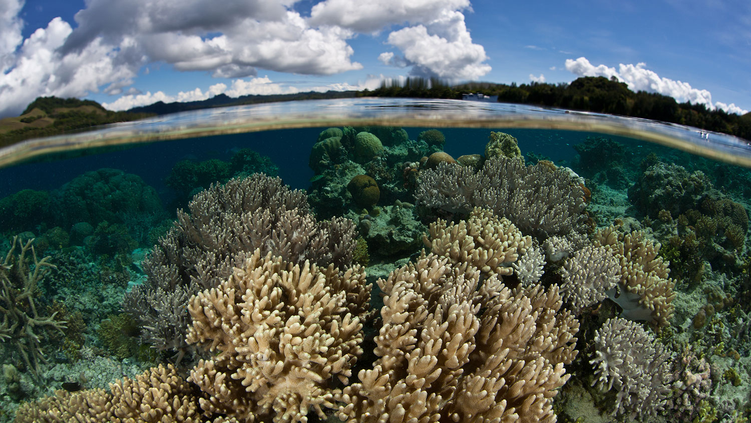 ocean and coral scene