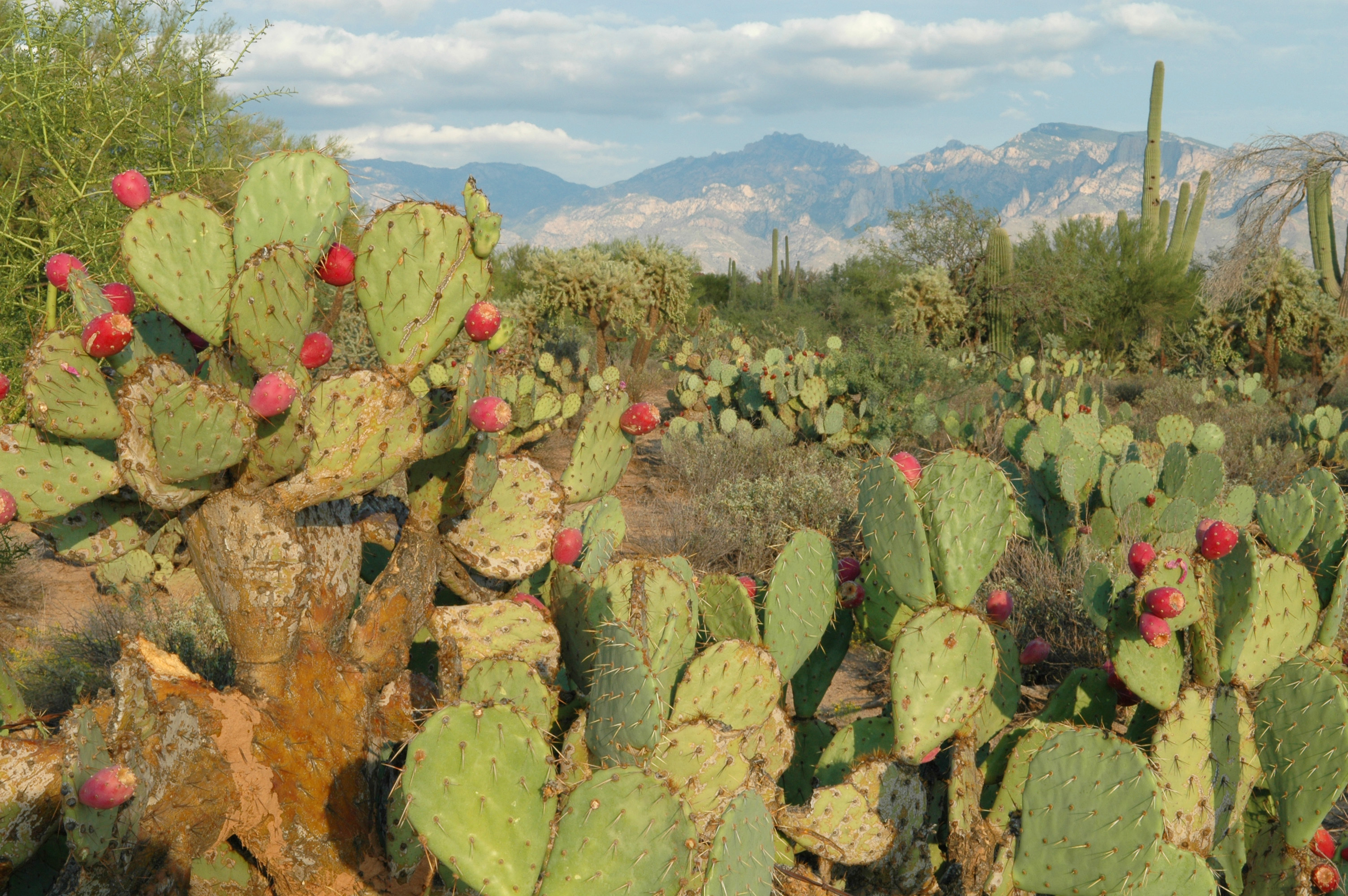 prickly pear