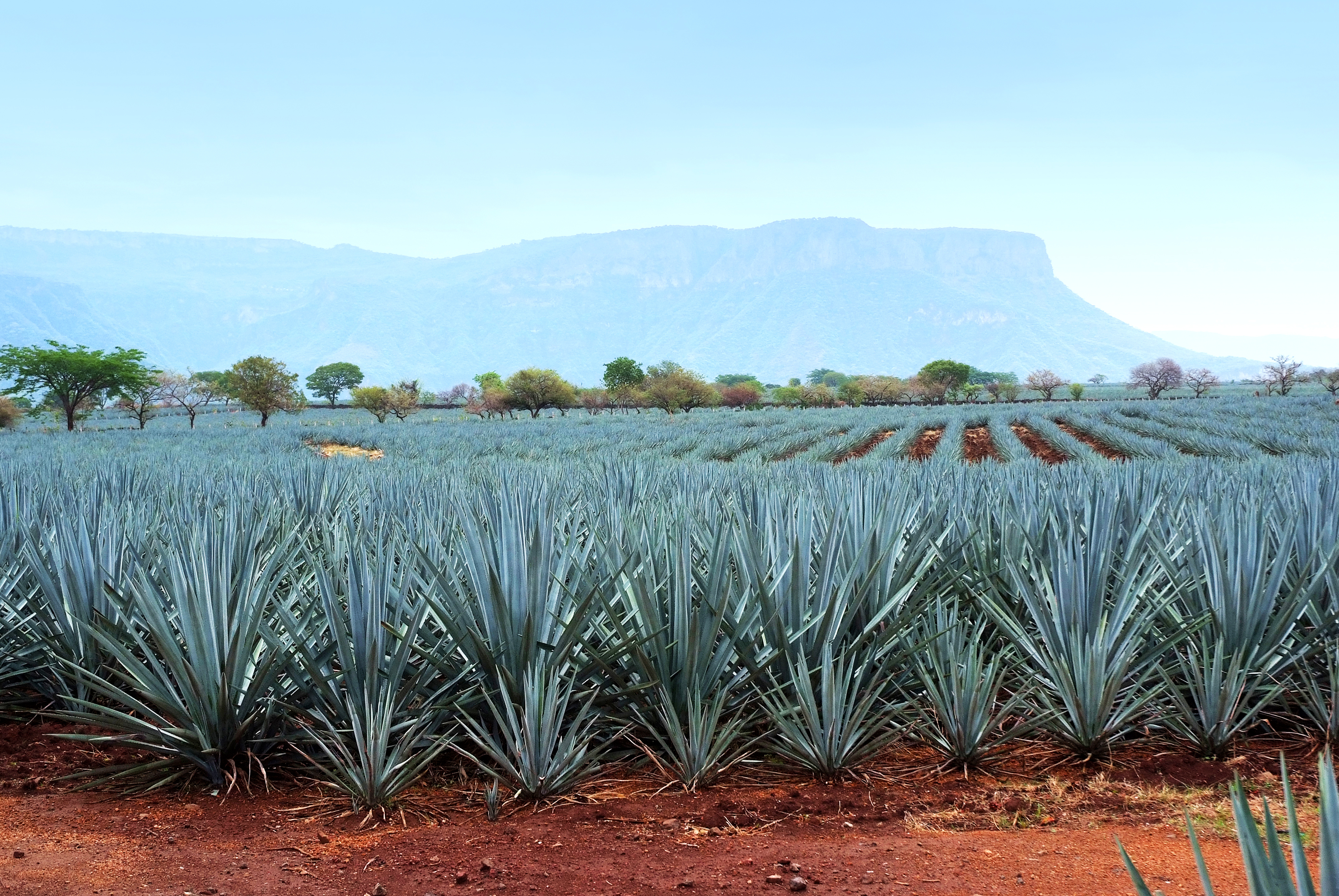 agave