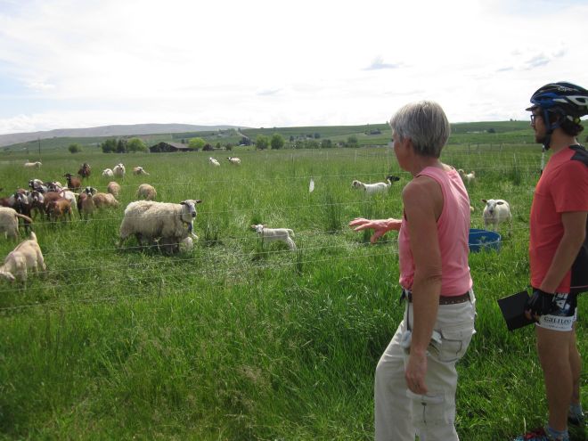 Ruth Babcock introducing us to the residents of Tieton Farm and Creamery.