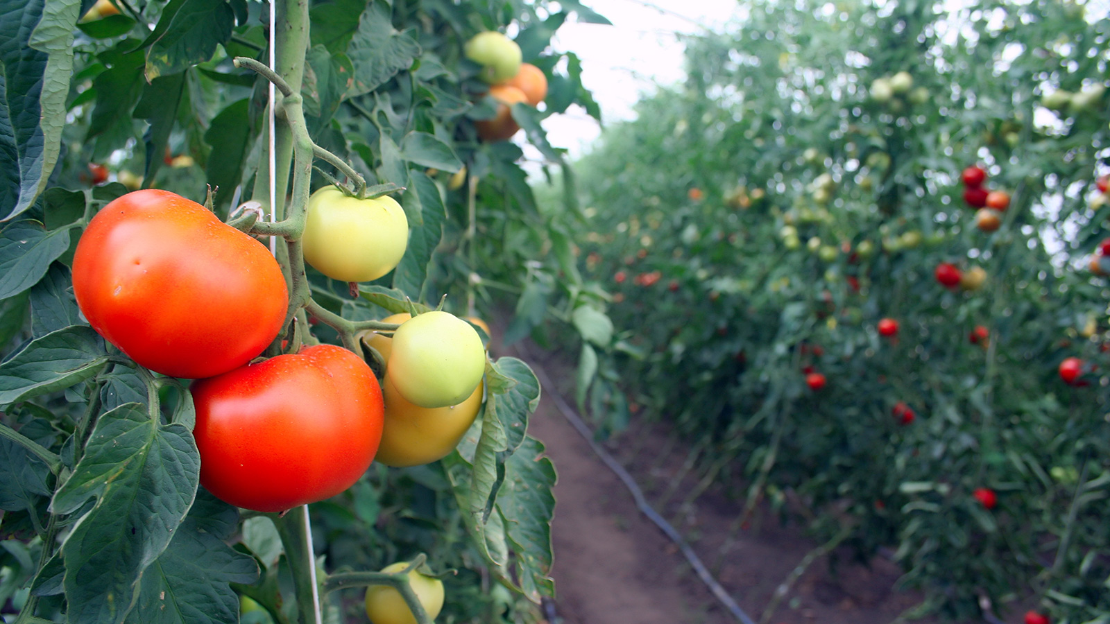 Tomato farm