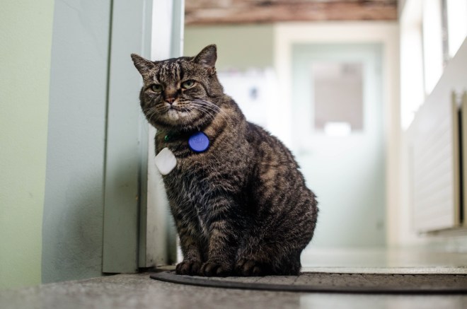 Toppstöðin's resident cat.