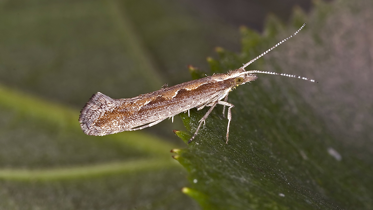 An evil Diamondback Moth