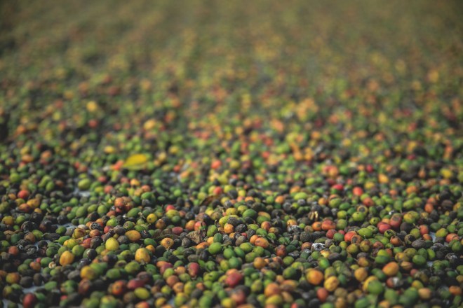 Freshly picked coffee cherries await processing in Antigua, Guatemala