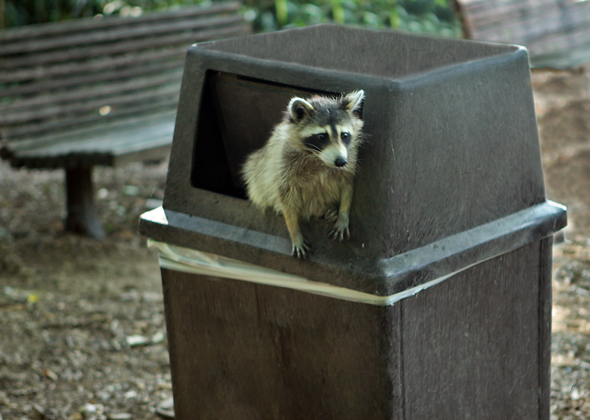 Raccoon_getting_in_trouble