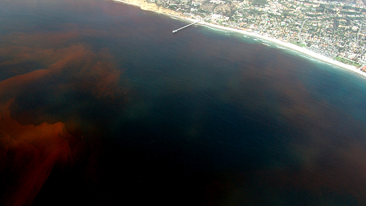 Red tide in La Jolla, California