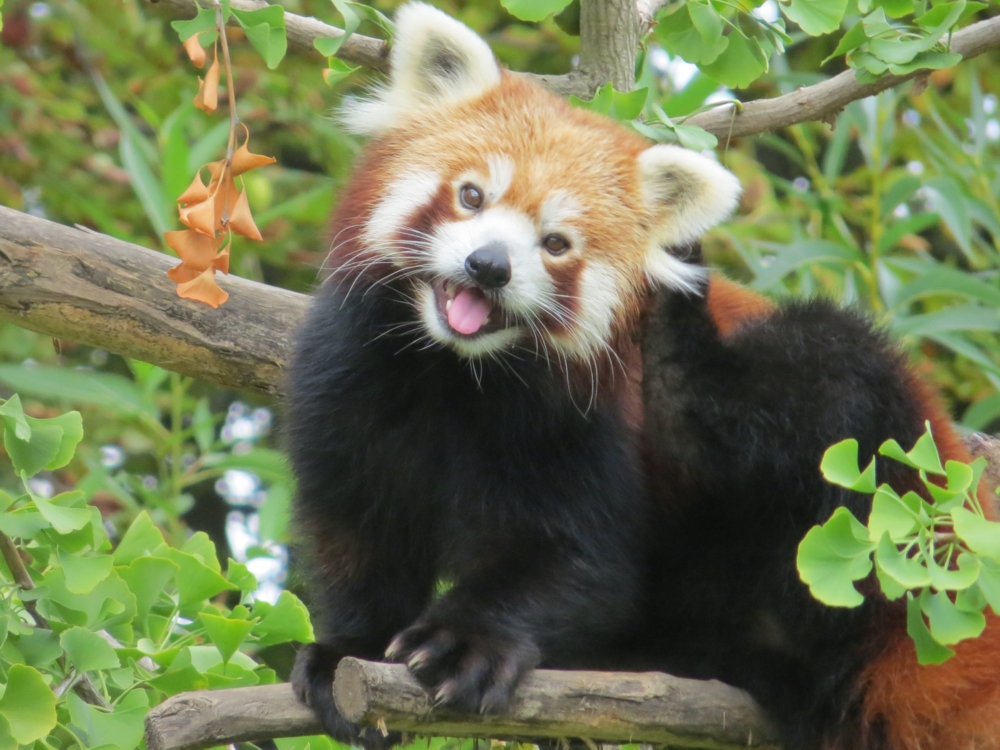 Red_Panda_in_a_Gingko_tree