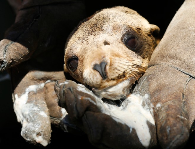 After being tube fed a mixture of food and water, a malnourished sea lion pup rests in the arms of an animal care specialist at Sea World in San Diego, Calif. 