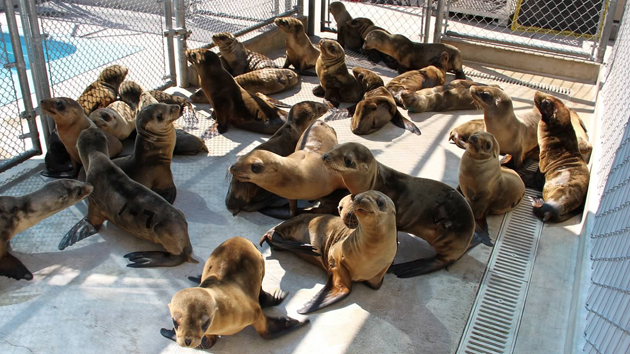 Sea lions in rehab at the Pacific Marine Mammal Center in Laguna Beach, Calif.