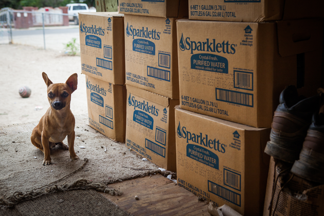 Some pets are fed potable water delivered by the county, while others are left with dirtier water or are abandoned. 