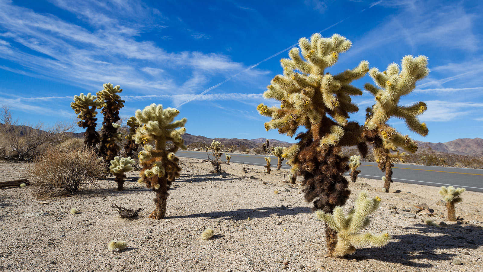 Joshua Tree National Park