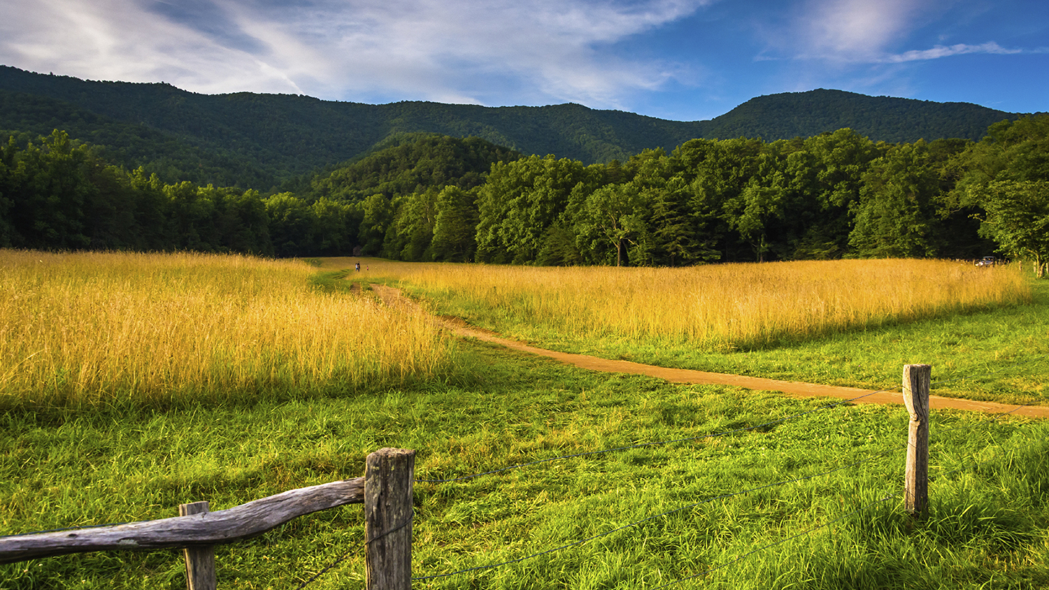 Fence, field, and forest