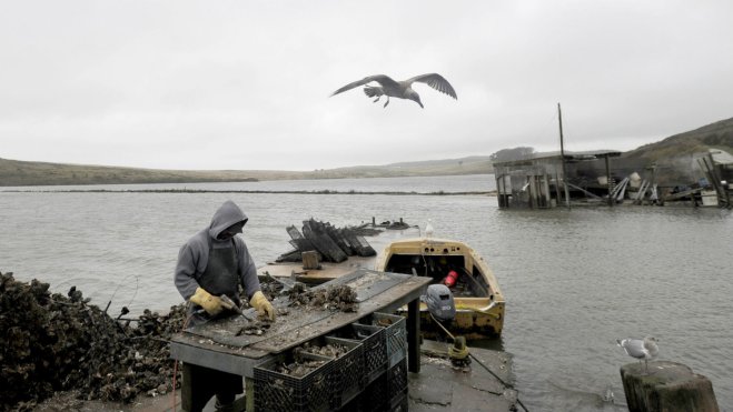 oysterworker