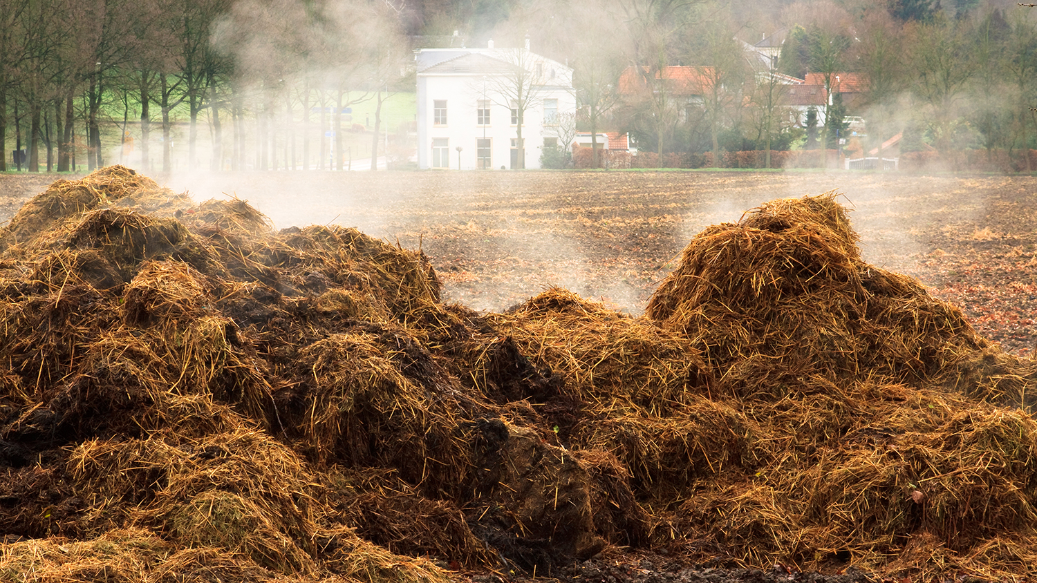 Steaming pile of manure