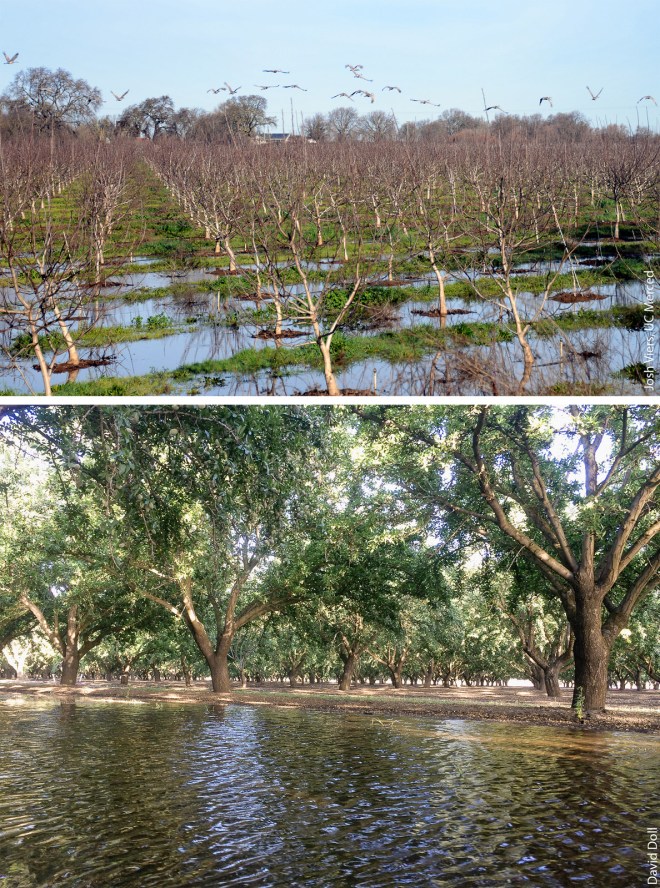 Orchards of walnuts (above) and almonds (below).