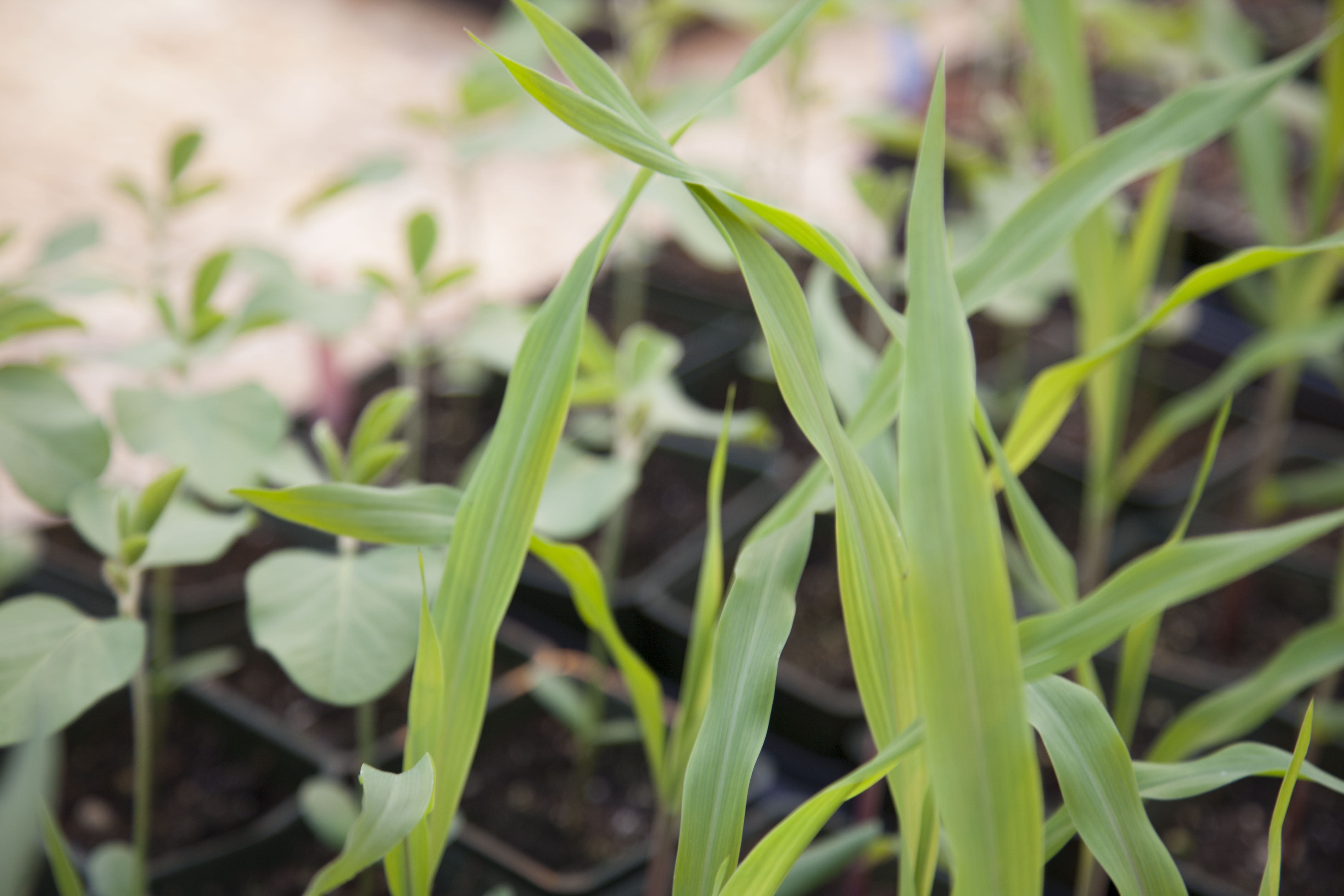 Young corn plants treated with endophytes. 