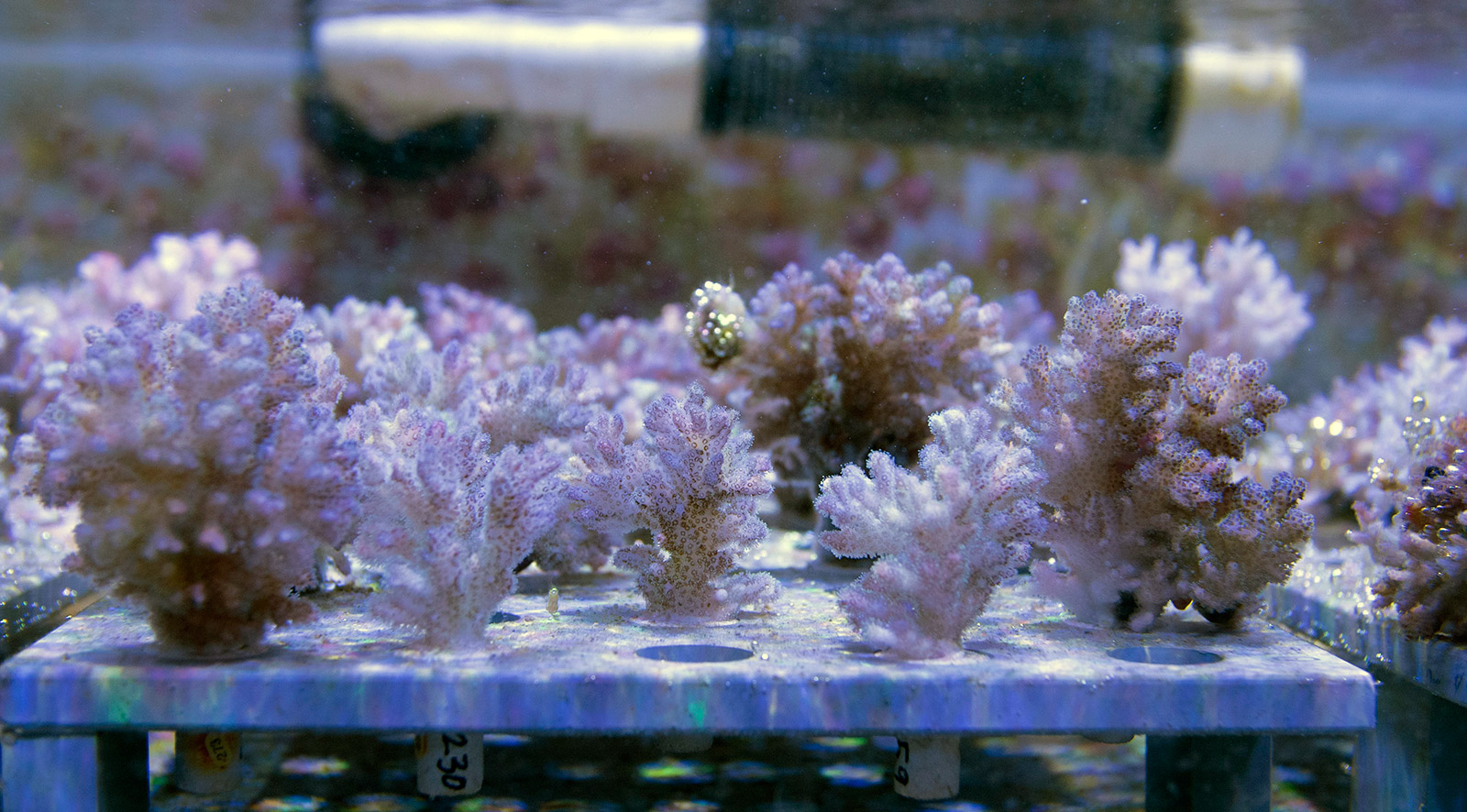 Coral Engineering