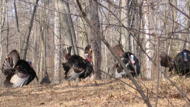 Wild turkeys in New Jersey