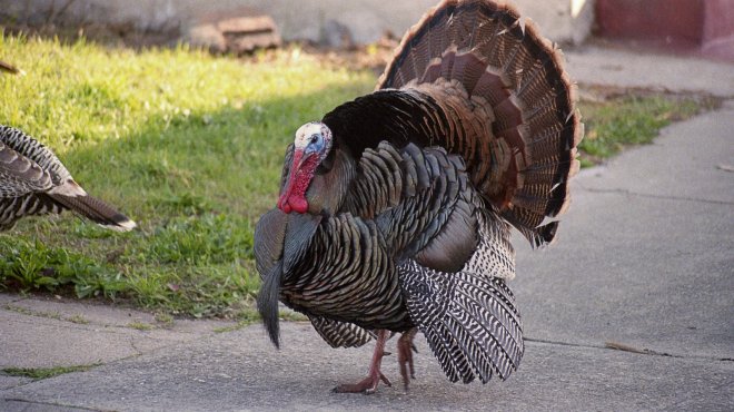 Urban turkeys in Albany, California