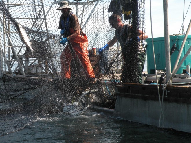 Fishermen haul-in the net to gather salmon in a corner pocket.