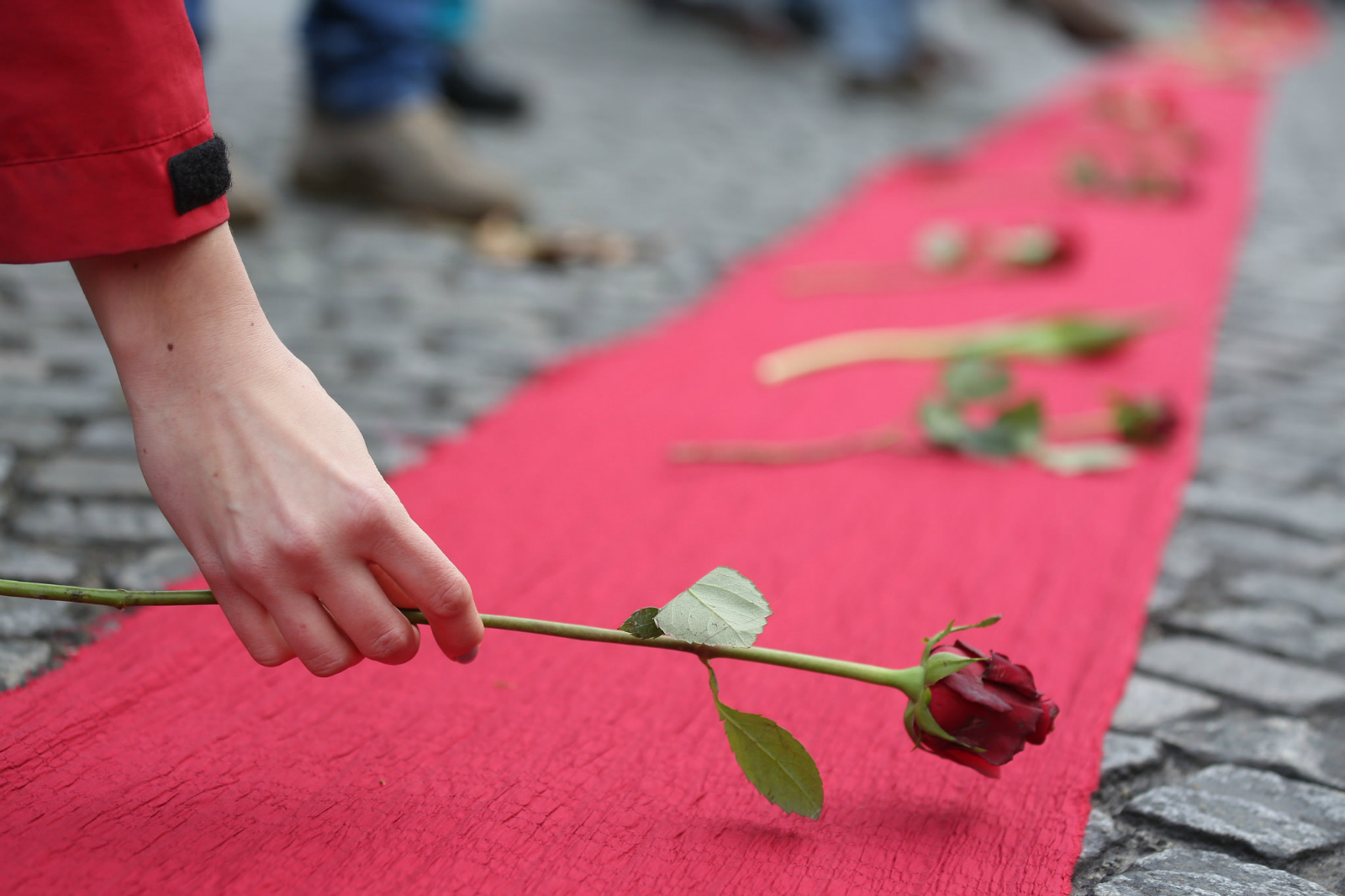 roses being laid on red fabric