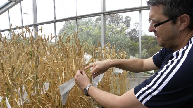 CSIRO wheat breeder Greg Rebetzke works on climate-ready crops at a laboratory in the Canberra, Australia. Inside, hundreds of seedlings on a conveyor belt file through a high-tech chamber, each plant bar-coded and scanned for signs of genetic superiority. 