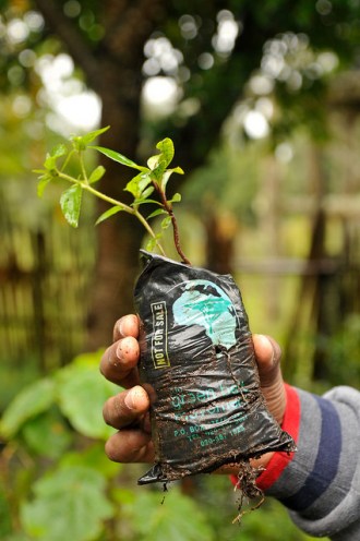 sapling about to go in the ground