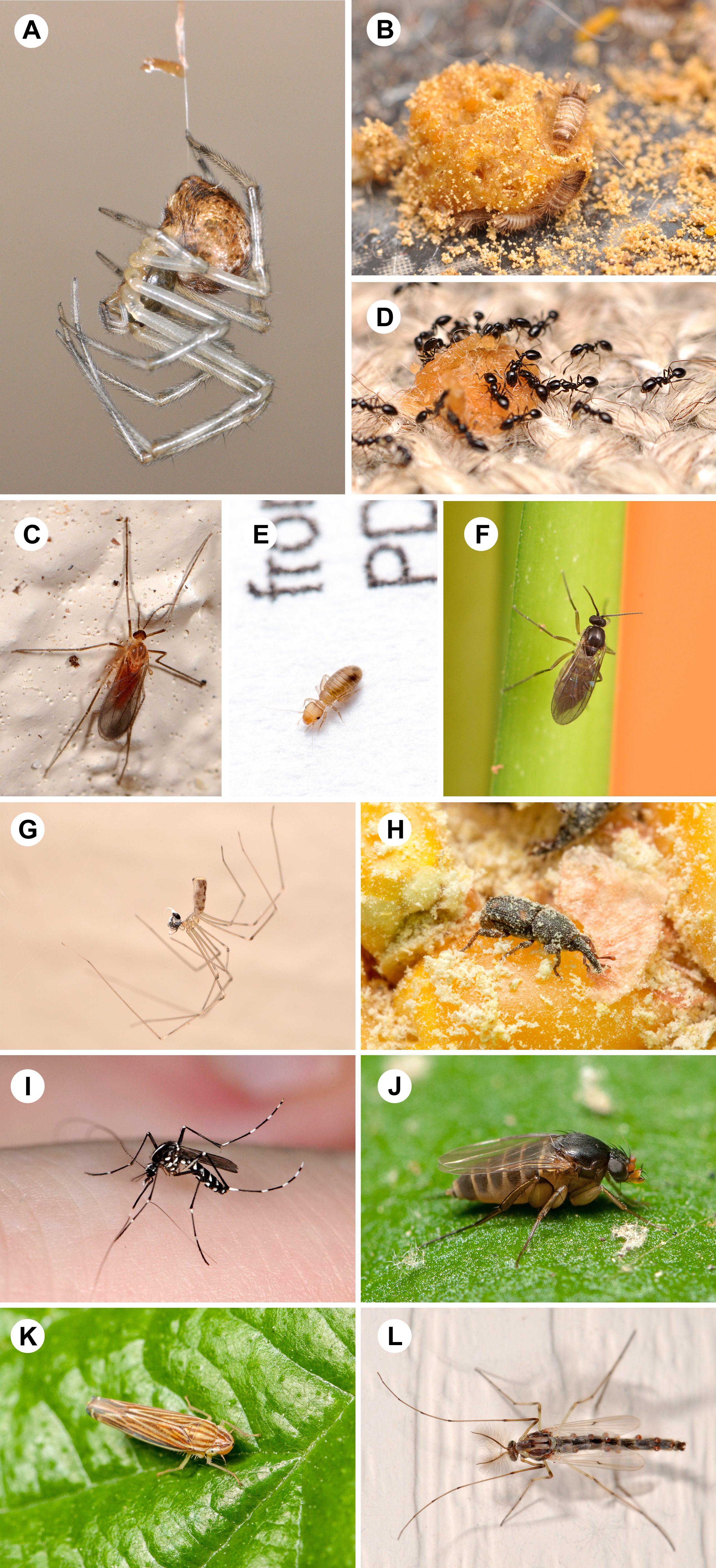 (A) cobweb spiders, 100%; (B) carpet beetles, 100%; (C) gall midges, 100%; (D) ants, 100%; (E) book lice, 98%; (F) dark-winged fungus gnats, 96%; (G) cellar spiders, 84%; (H) weevils, 82%; (I) mosquitoes, 82%; (J) scuttle flies, 82%; (K) leafhoppers, 82%; (L) non-biting midges, 80%. 