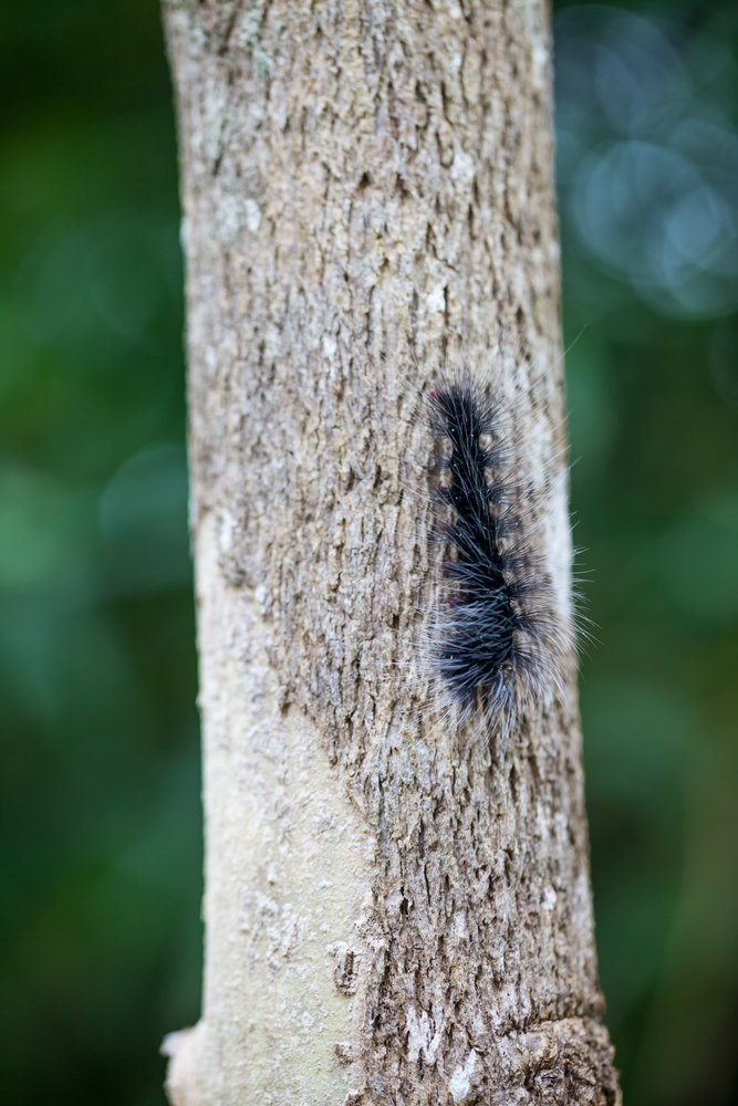 The woolly bear caterpillar covers itself in a kind of antifreeze and waits out the coldest months in a near-dormant state under the snow.