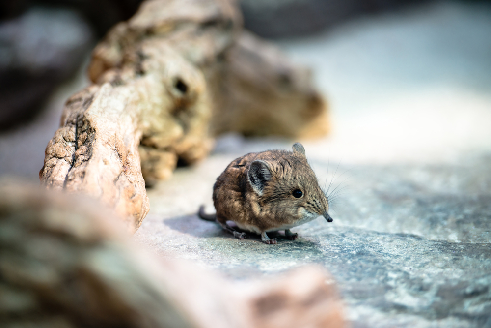 Shrews, like voles, tunnel through topsoil and leaf litter under the snow in search of berries, nuts, and insects during the winter.