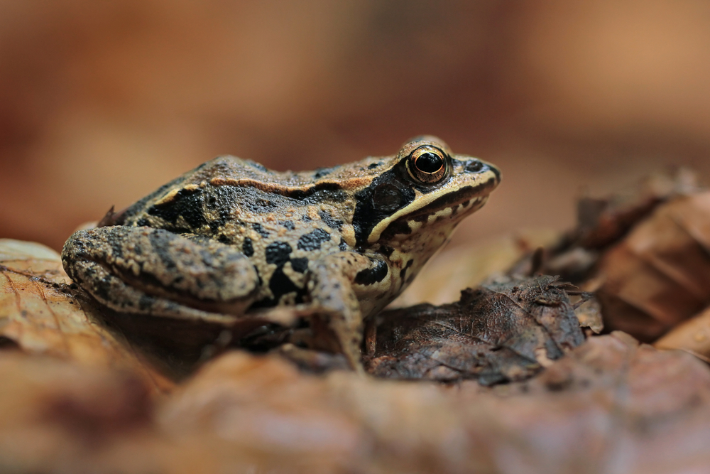 The wood frock hibernates under the leaf litter during winter. When temperatures dip below freezing, the frog actually freezes and then thaws out again, but according to Smithsonian, the frog doesn't do so well if it goes through too many freeze-thaw cycles.