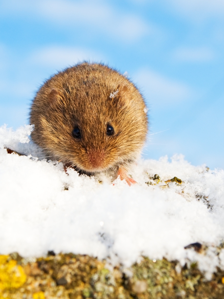 Voles tunnel through topsoil and leaf litter under the snow in search of berries, nuts, and insects during the winter.