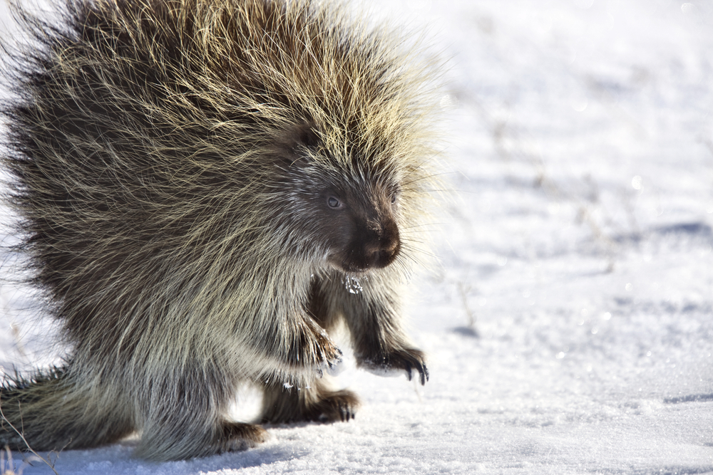 Porcupines sleep in dens under the snow during winter.