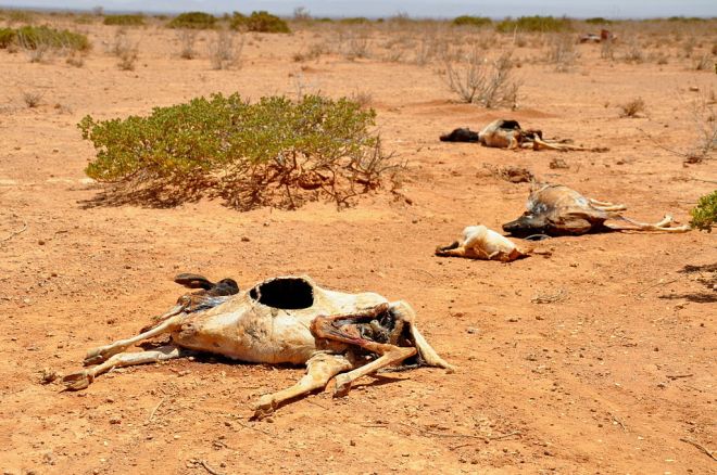 A parched landscape in Somaliland.