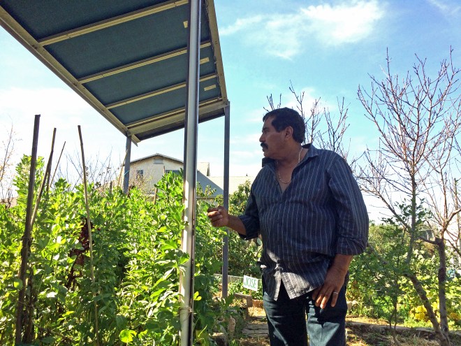 Antonio Garcia overlooks the communal plots at Proyecto Jardín 