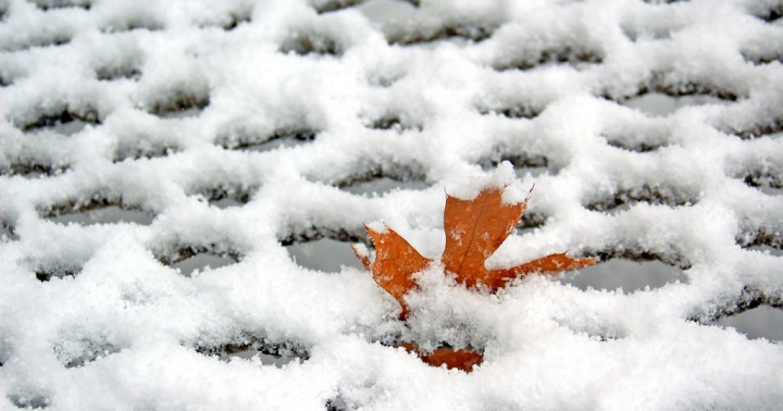 leaf snow