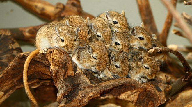 Mongolian gerbils