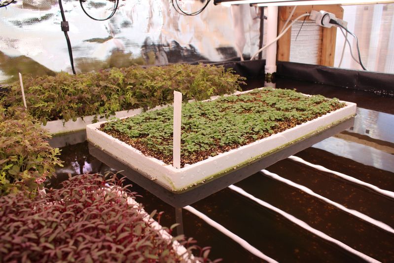 The plants are suspended in floating, styrofoam containers over the fertilizer- and nutrient-rich water.