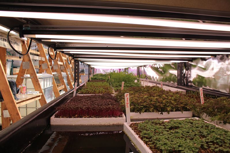 LED lights over several of Edenworks's crops, including micro-basil in the foreground.