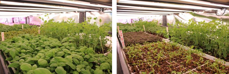 Baby basil (left) and yellow chard (right).