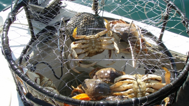 Dungeness crabs caught off California.