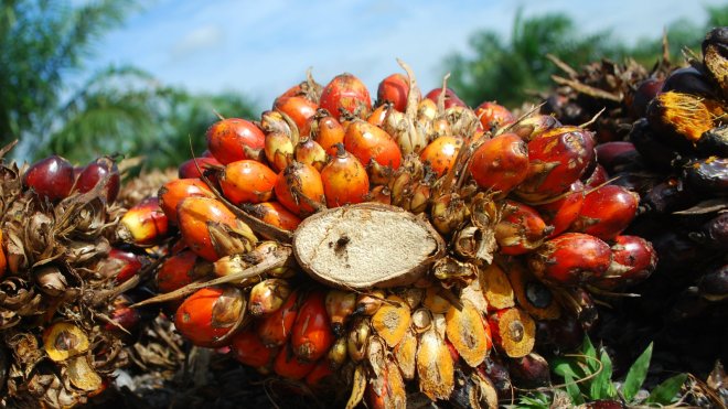 Oil palm fruit